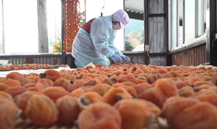 Ichida kaki: persimmon in Japan