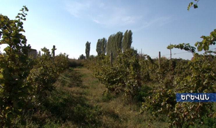 Ագրոժամ