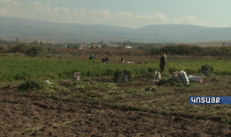 Ագրոժամ