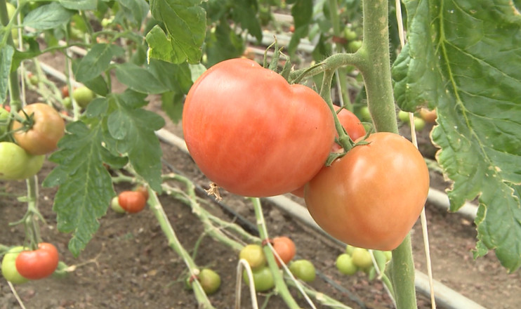 Առաջին տնտեսական