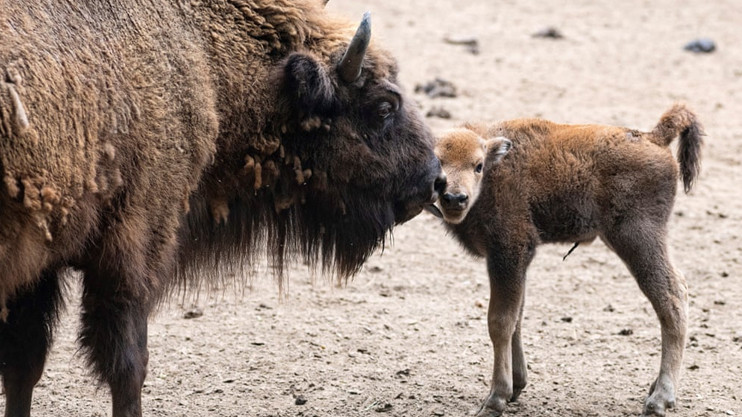 Вести 19:00