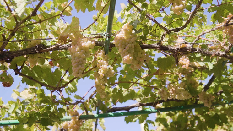 Ինդեքս