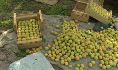 Առաջին տնտեսական