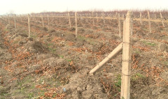 Առաջին տնտեսական