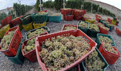 Առաջին տնտեսական