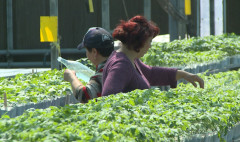Առաջին տնտեսական