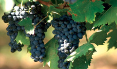 Առաջին տնտեսական