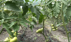 Առաջին տնտեսական