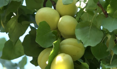 Առաջին տնտեսական