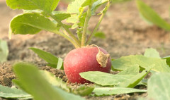 Առաջին տնտեսական