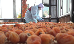 Ichida kaki: persimmon in Japan