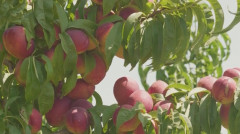 Իմ գործը. Վաղվա այգին