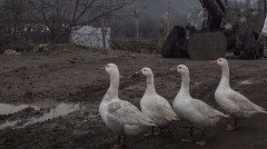 Ինդեքս