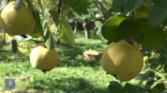 Հրապարակում
