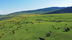 Ինդեքս