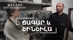 Խելացի գյուղատնտեսություն. Ճագար և շինշիլա