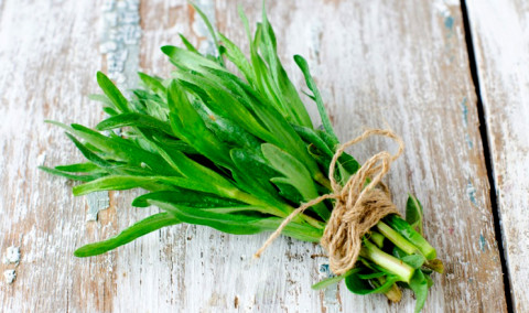 Myths and facts on tarragon