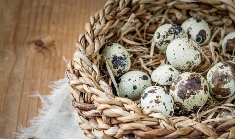 Myths and facts on quail egg