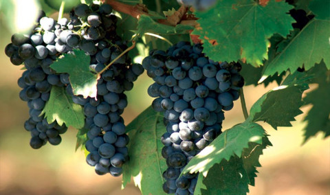 Առաջին տնտեսական