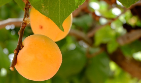 Առաջին տնտեսական
