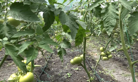 Առաջին տնտեսական