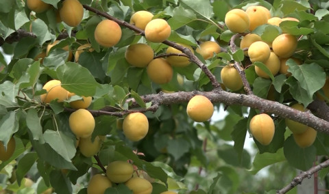 Առաջին տնտեսական