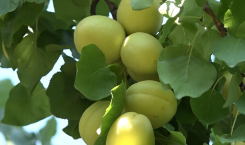 Առաջին տնտեսական