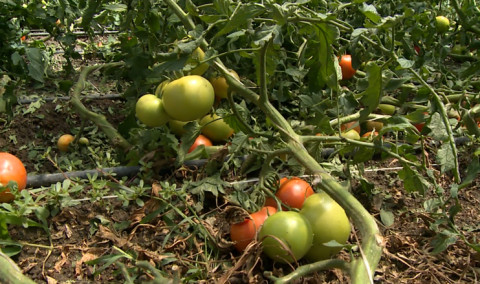 Առաջին տնտեսական