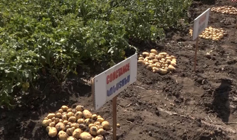Առաջին տնտեսական