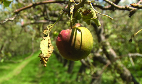 Առաջին տնտեսական