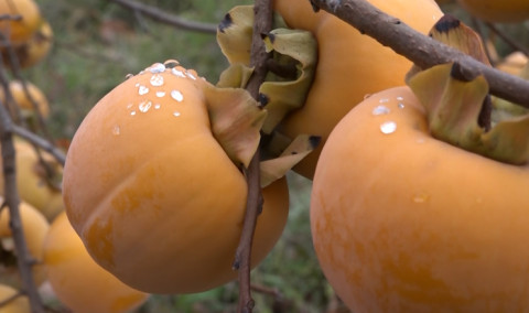 Առաջին տնտեսական