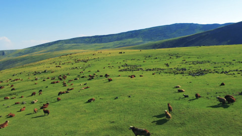 Ինդեքս